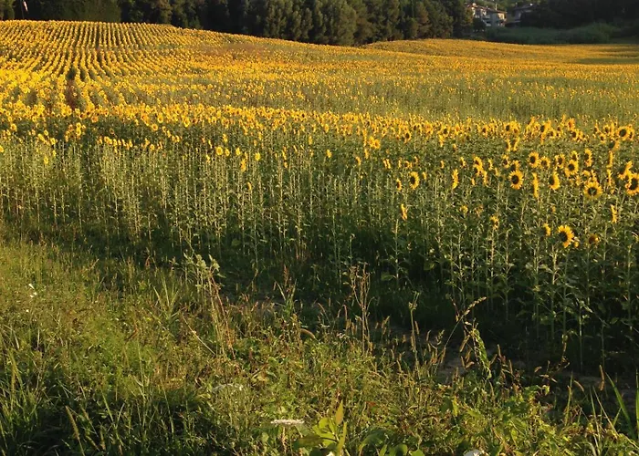 La Terrazza Fio...rita Bed & Breakfast
